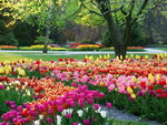 Tưng bừng lễ hội hoa tulip ở Thụy Sĩ